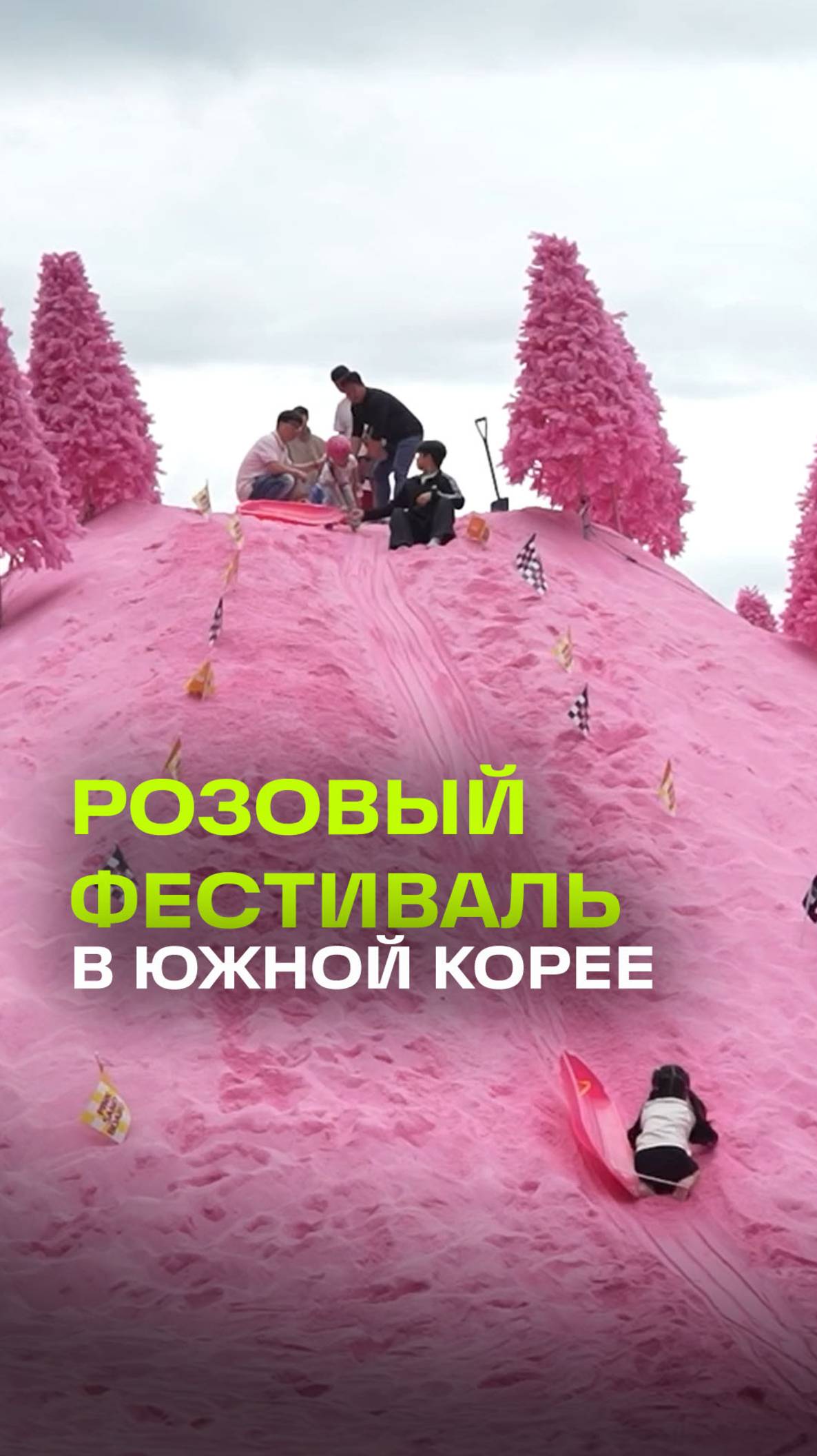 Яркое буйство розового: уникальный фестиваль в Южной Корее