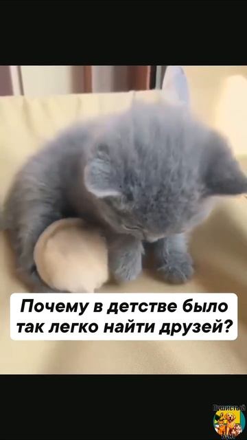Клип @meowtaverse