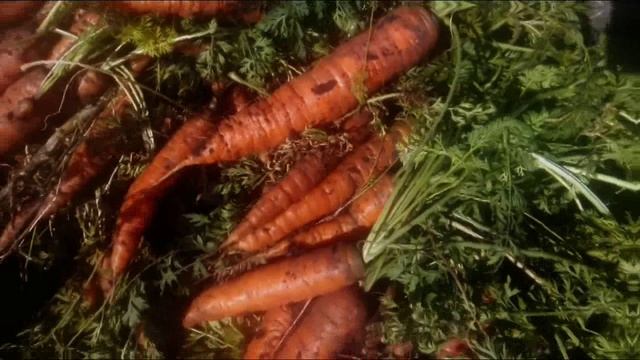 Убираем морковь , смотрим что нарасло .