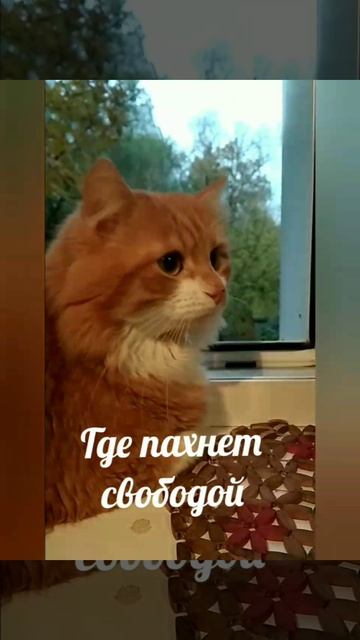 Наш забавный котик Нильс.