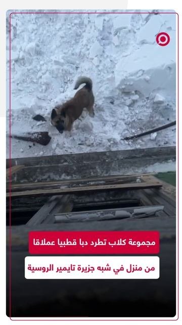 كلاب تهاجم دبا قطبيا ضخما في روسيا