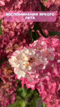 🎨Когда цветы — как искусство. Летняя галерея природы