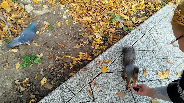 2025_10_12_Как мы кормили белок