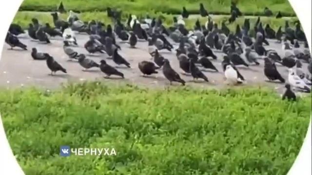 Видео от potEXCLIPS | Тренды VKClips & Reels