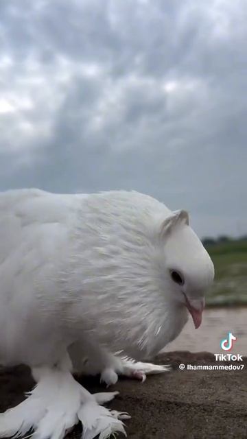 1000009745.mp4