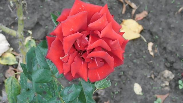 11102025  ник  ПВН  154