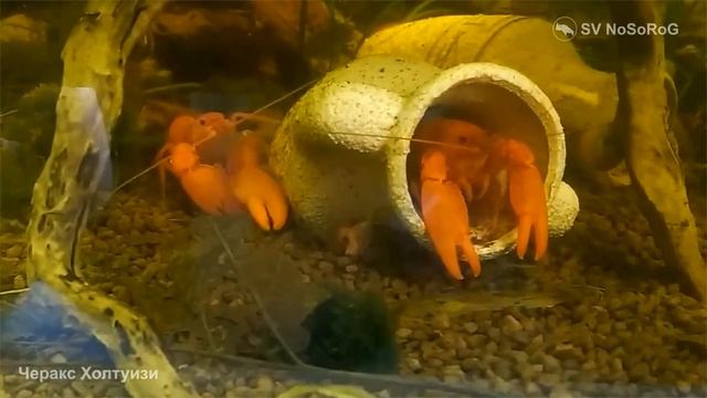 Почему Абрикосовый рак — Cherax Holthuisi миролюбиво сосуществует с мелкими ракообразными ?