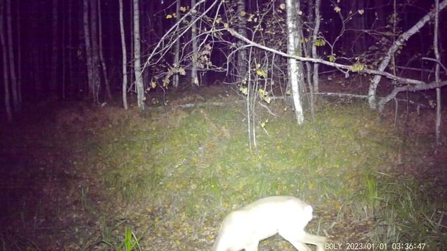 Две осторожные косули в ночном лесу.