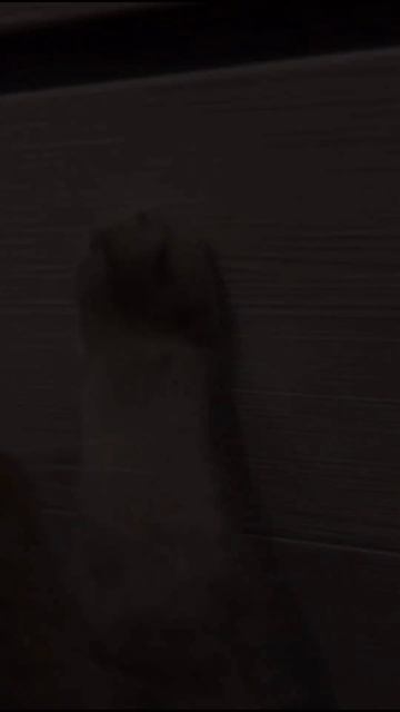 Наш TG Https://t.me/liveofcats