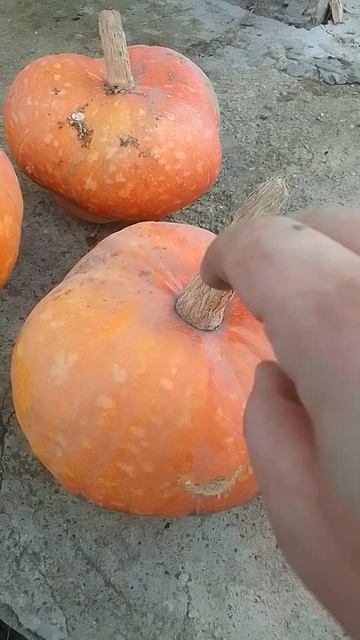 Тыква урожай  огород сорт