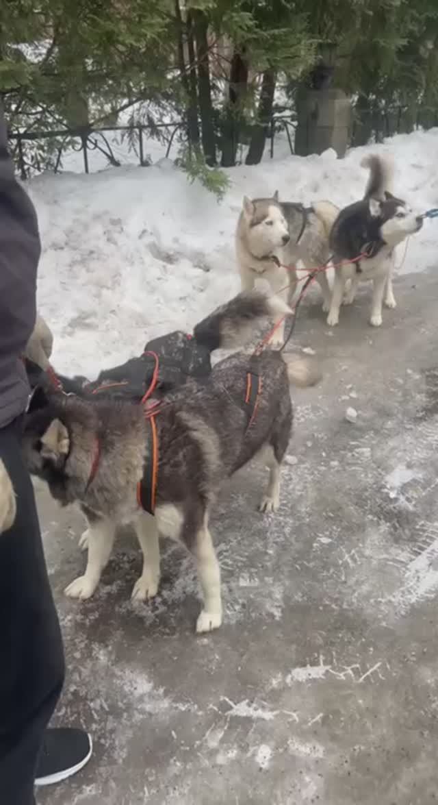 Катание на упряжках с Хаски!