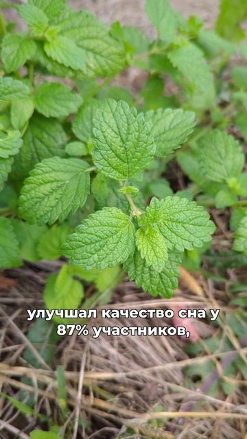 углубит сон и ускорит засыпание
