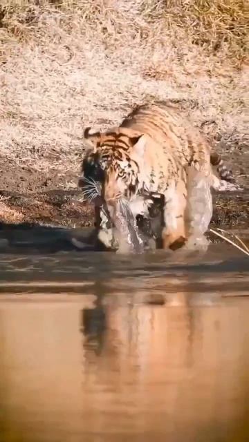 Ловкий рыбак 🐅❤️🤗😍😉