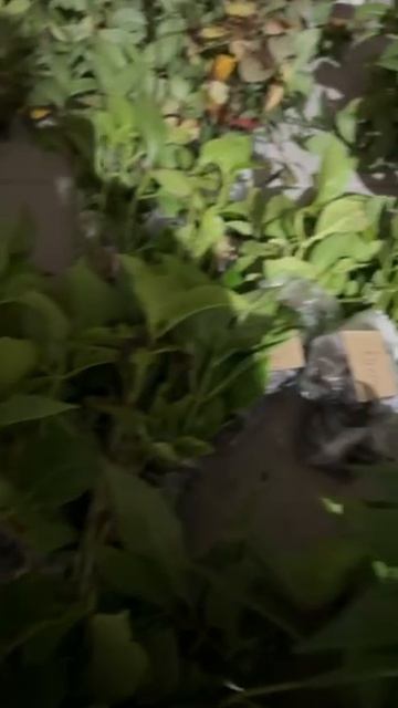 Свободные кассеты