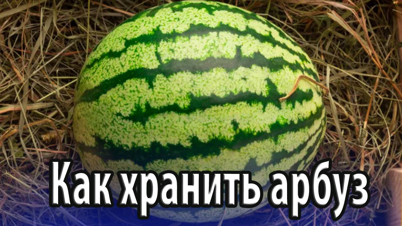 Как хранить арбуз до зимы