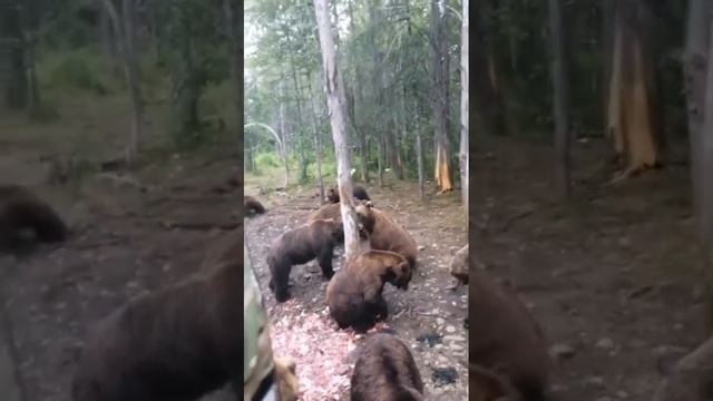 Кормление Медведей
