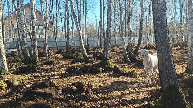 Осенняя свадьба