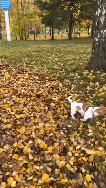 Первая осень Рокси🧡🐶