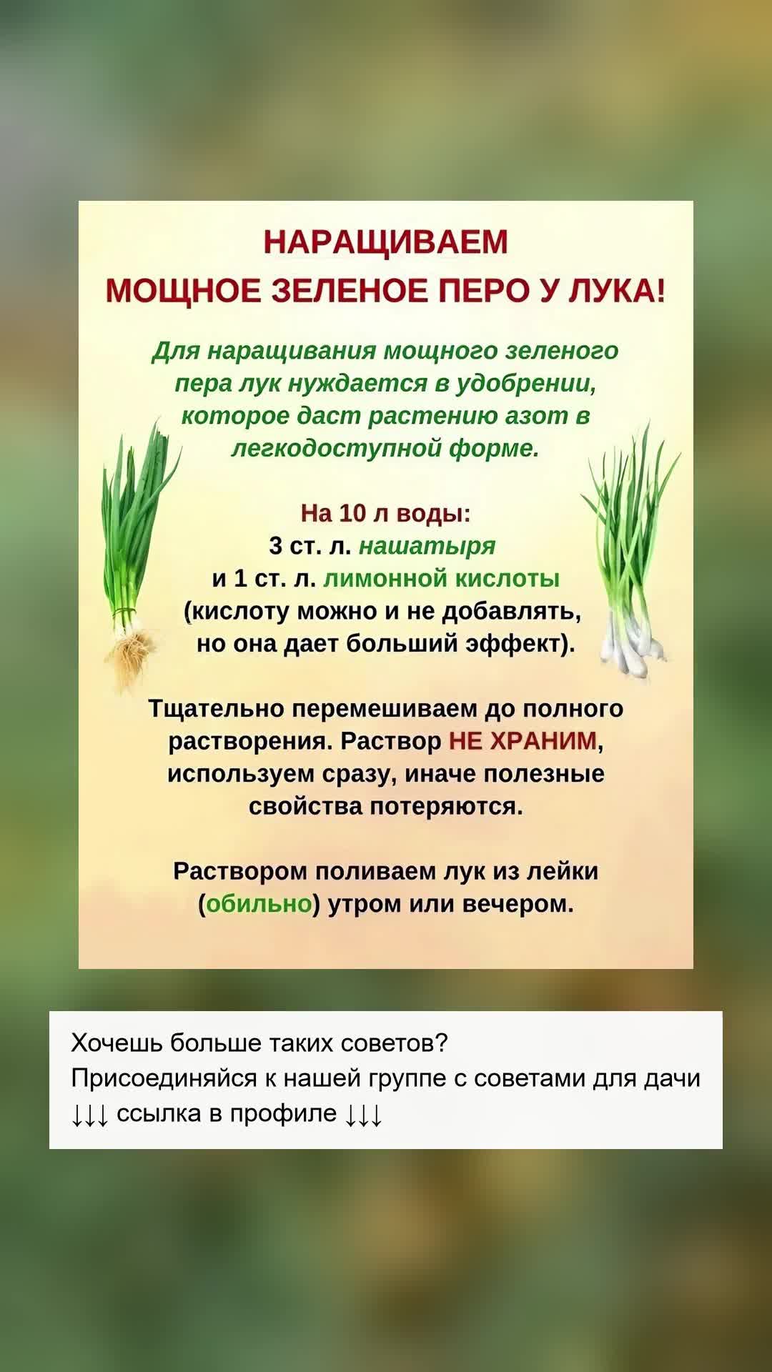 Как вырастить крепкий зеленый лук дома