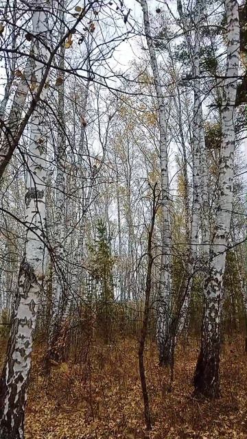11.10.2025 Курганская область