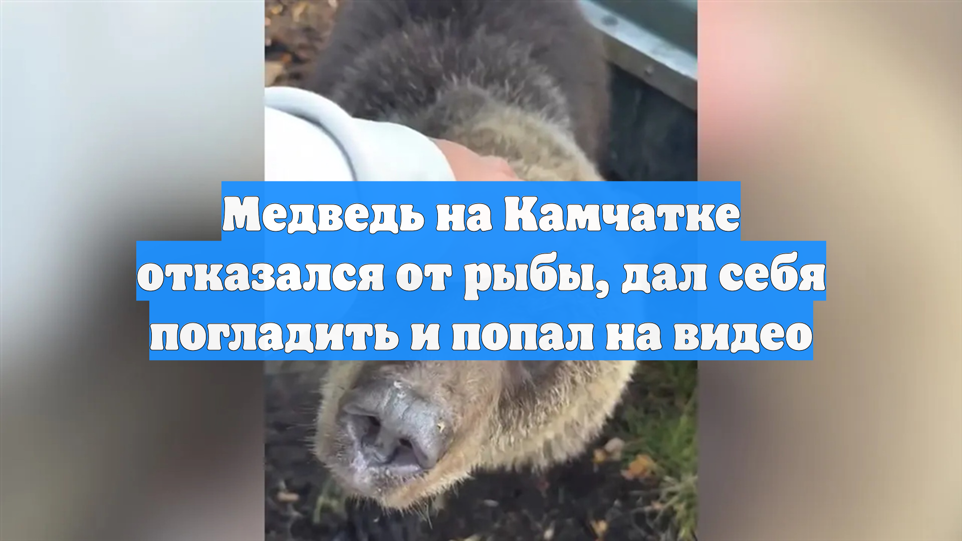 Медведь на Камчатке отказался от рыбы, дал себя погладить и попал на видео