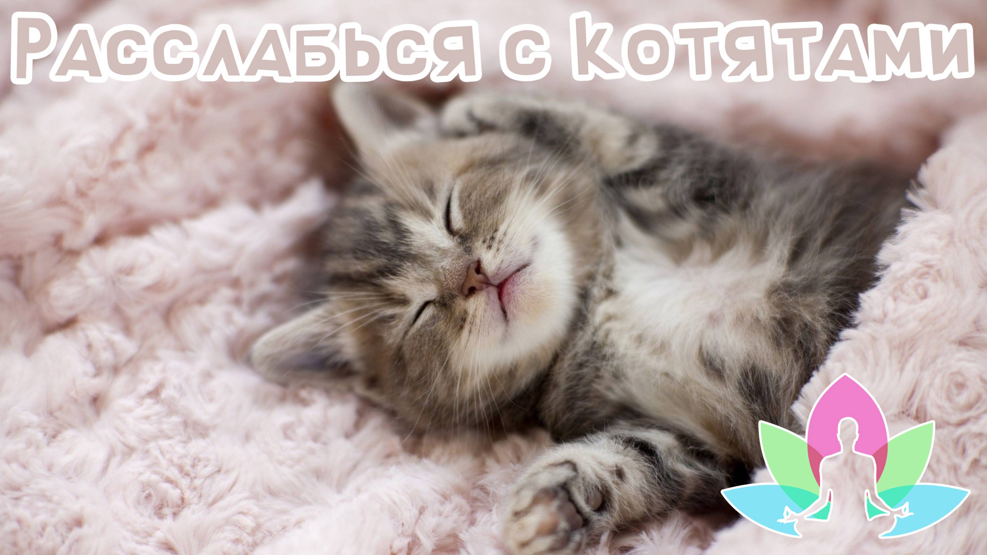 Релакс с котятами   Милые котики для души и отдыха