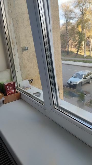 Синички сестрички 