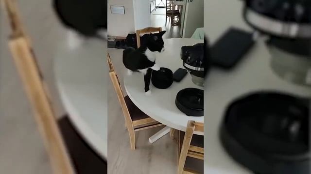 Животныепугаютсяиз-запустяков
