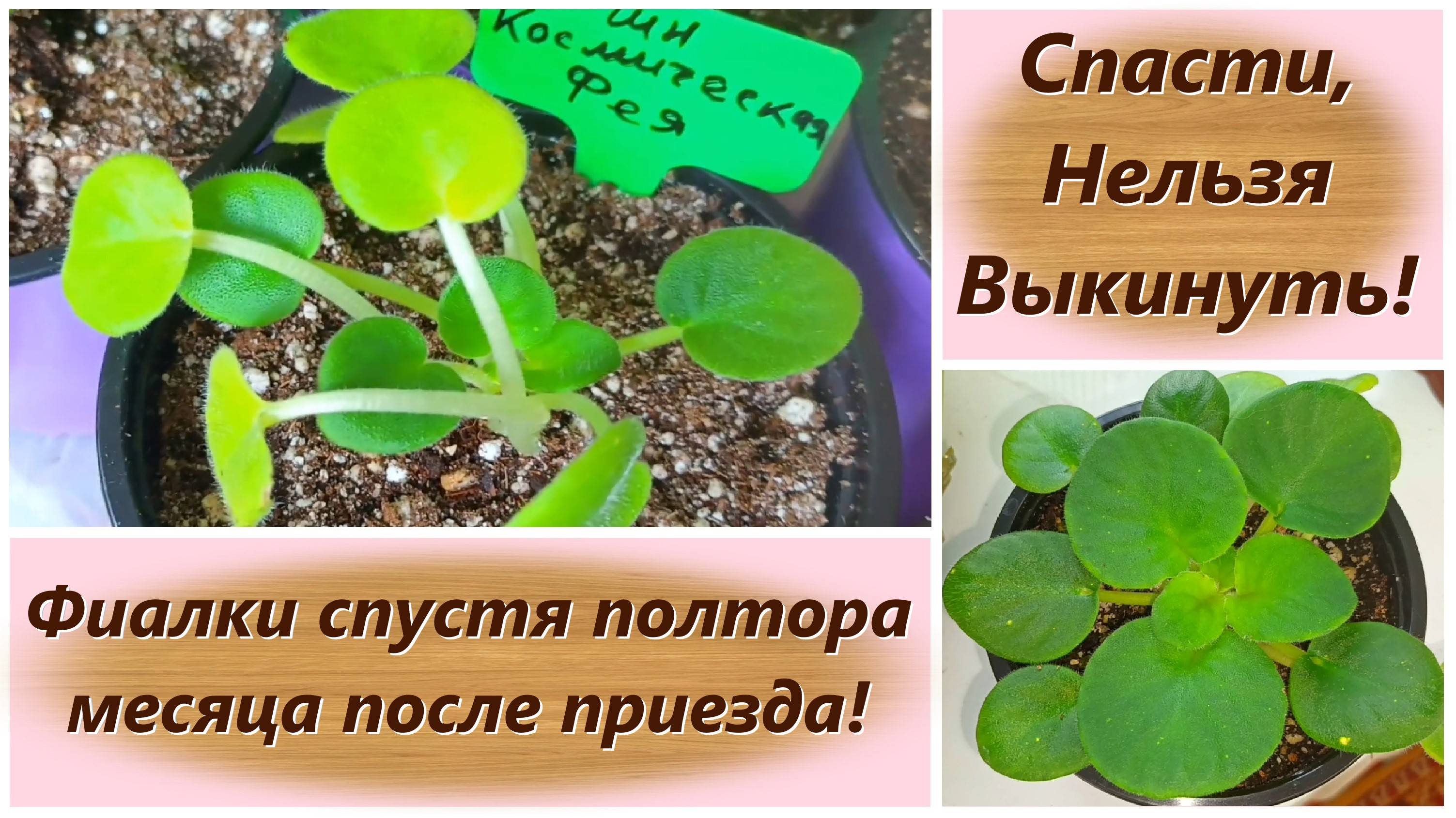 Спасти, Нельзя Выкинуть! Фиалки спустя полтора месяца после приезда!