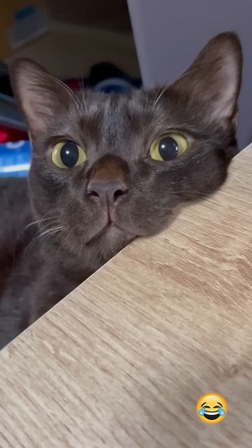 Ох эти кошки!