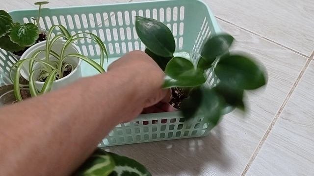 Комнатные растения готовы к пересадке. Антуриум, кротон, бугенвилия...