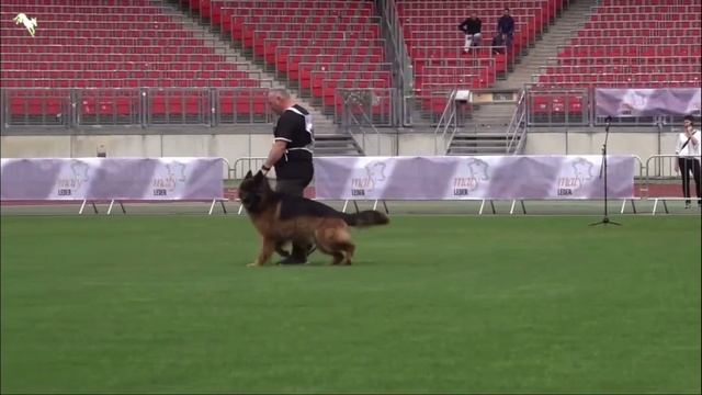 9 Отл. HUGO Team Perfect Kennel  1530. BZSZ 2025 немецких овчарок