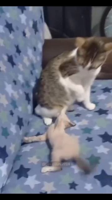 Кошки забияки 