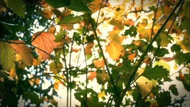 VID_20251012_000147_649.mp4