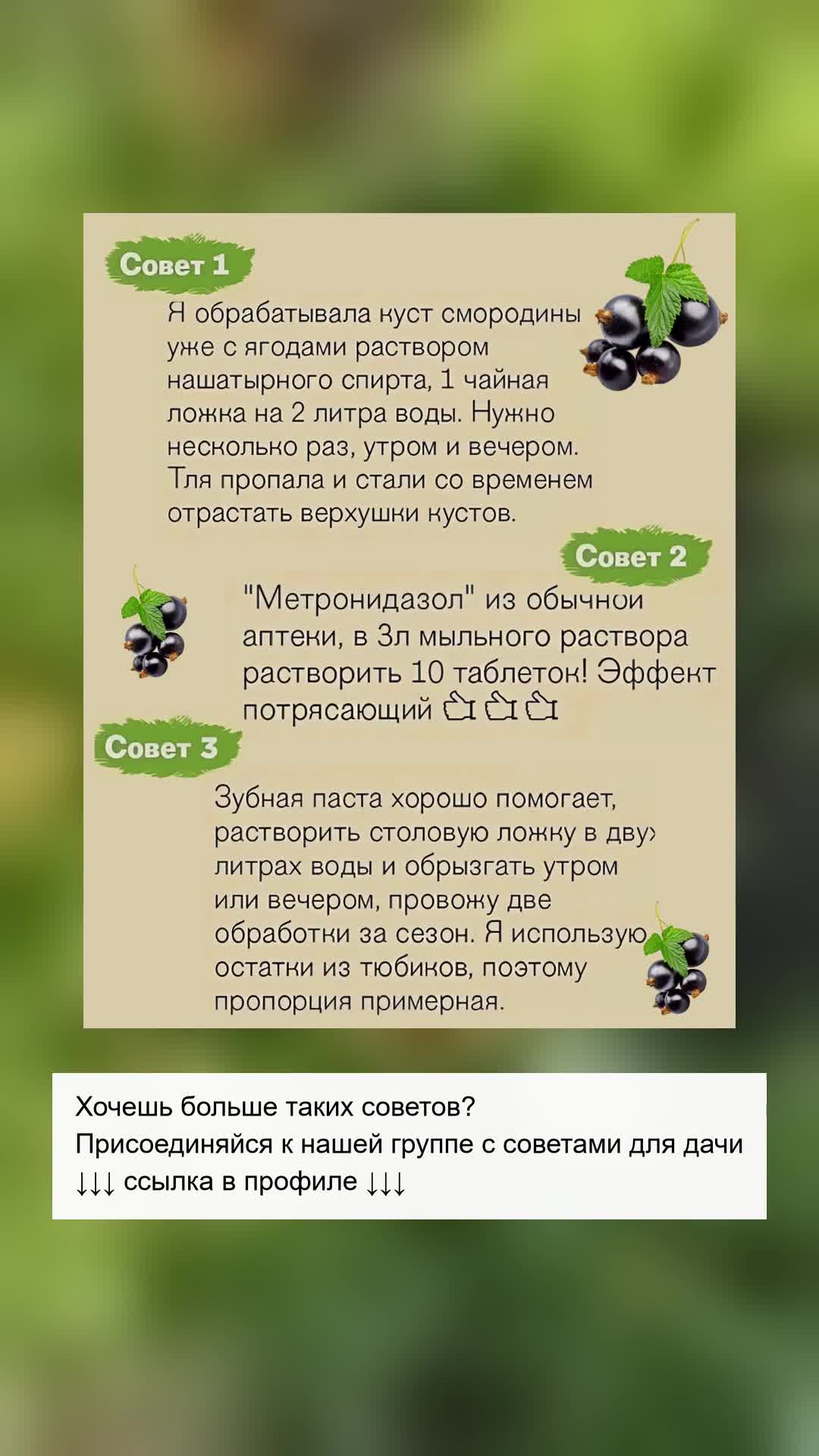 Эффективные лайфхаки для вашего сада