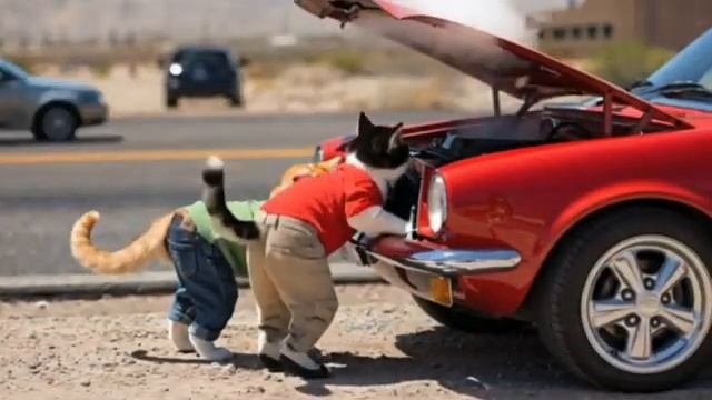 Cats On A Road Trip - Funny Cats Doing Human Things канал Purrallel Universe