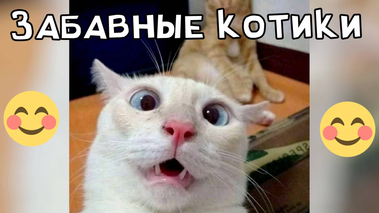 Забавные котики   Лучшие моменты от которых невозможно не улыбнуться!