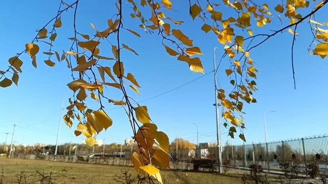 Блики  осеннего солнца в золоте берёз...