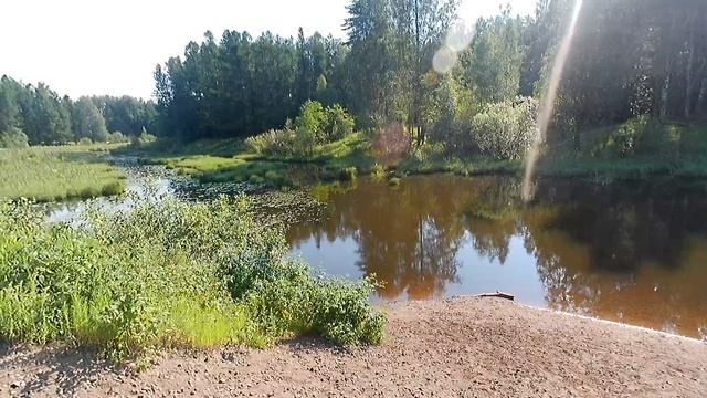 Водоем в лесополосе