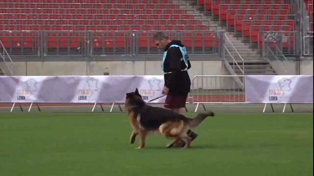 36 Отл. SIAGO De La Petite Laeticia +++ №1051. BZSZ 2025 немецких овчарок
