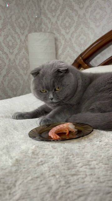 КОТ и КРЕВЕТКА