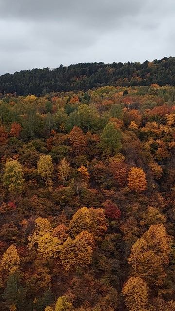 Осеннее пестроцветье 🍁🍂🍁