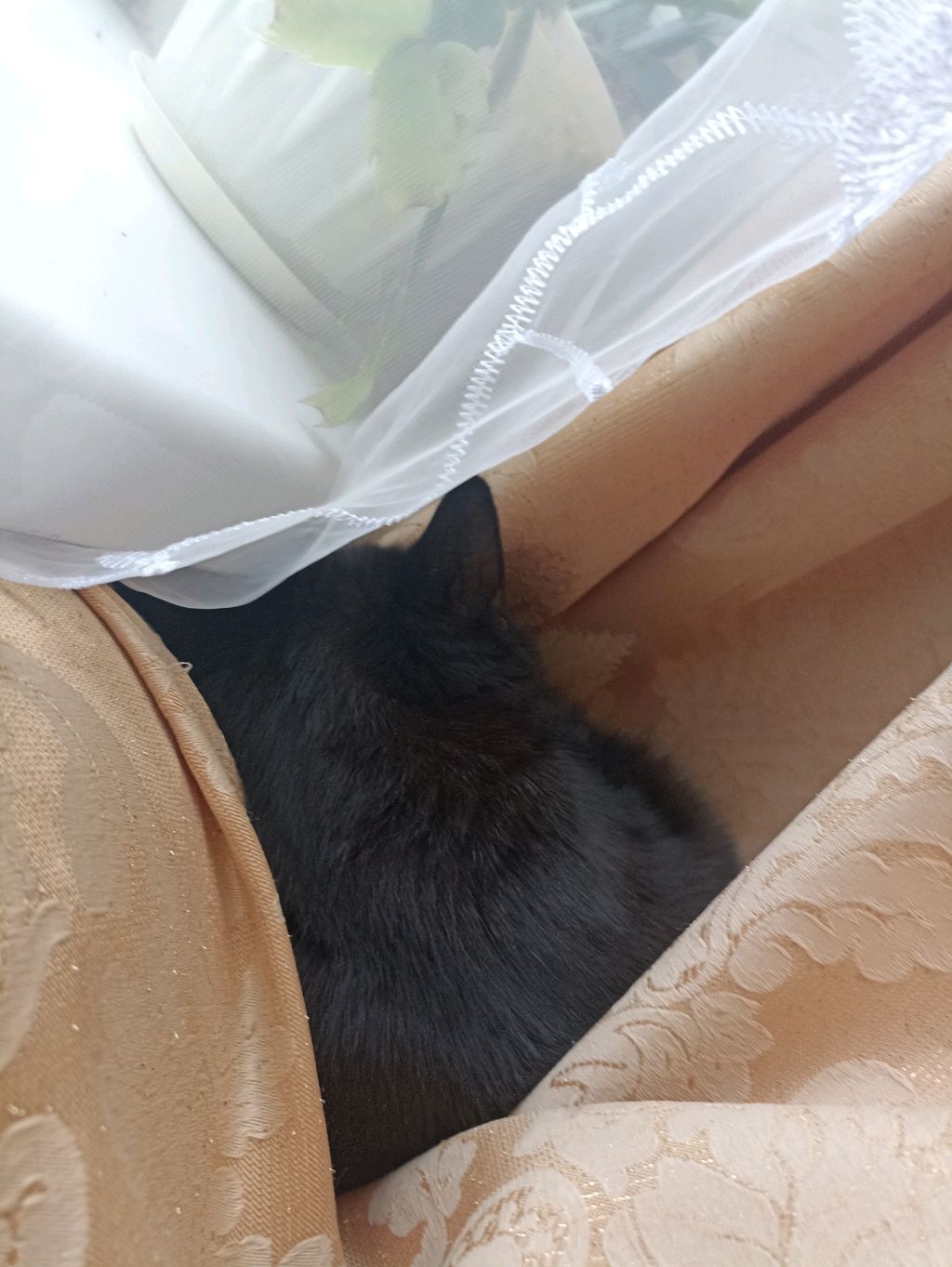 играю в Сайко но сутокО