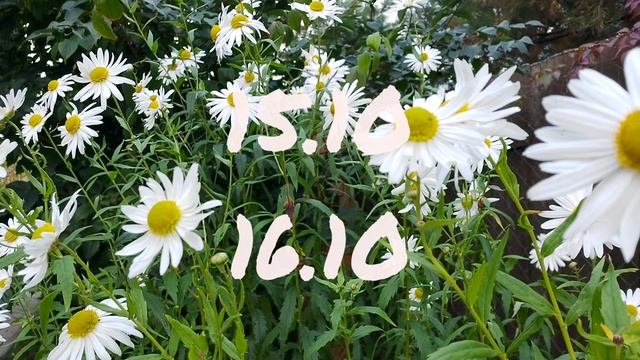 Лунный календарь для цветоводов с13-19.10.25г.