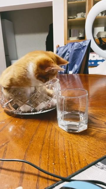 Я ОЧЕНЬ СКРОМНЫЙ ПАРЕНЬ, ХОТЬ И СПЛЮ В ХРУСТАЛЬНОЙ ВАЗЕ!