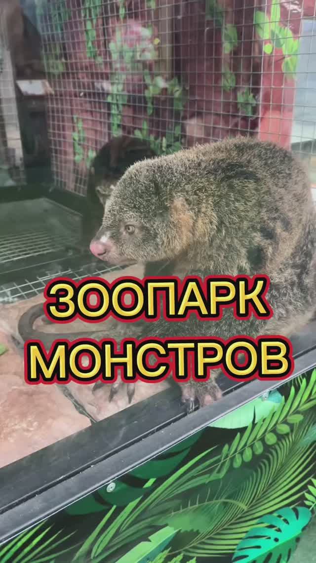 Монстр аквариум Паттайя