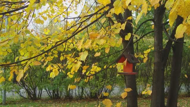 Осень в Тюменских скверах. Сквер Депутатов