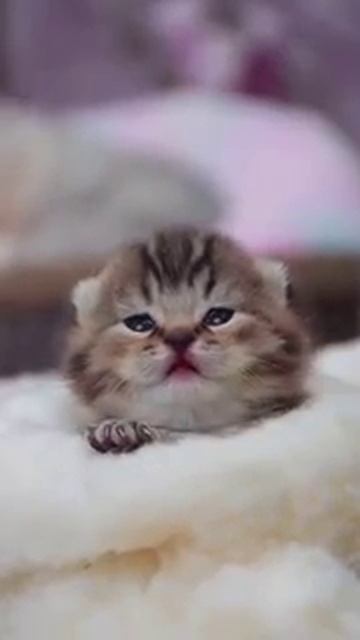 Котики