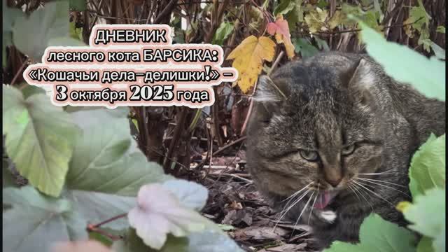 ДНЕВНИК лесного кота Барсика: «Кошачьи дела-делишки!» - 3 октября 2025 года