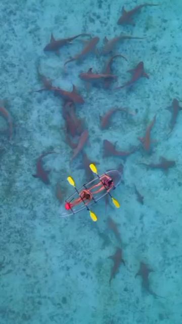 YouCut_20251012_081412559.mp4